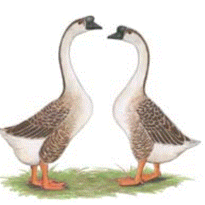 geese1